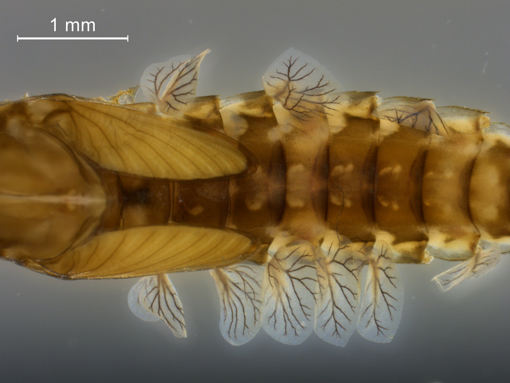 Cloeon praetextum